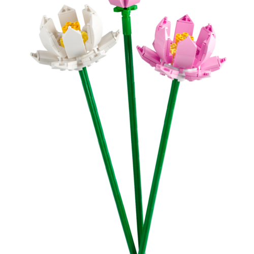 40647: Lotusbloemen